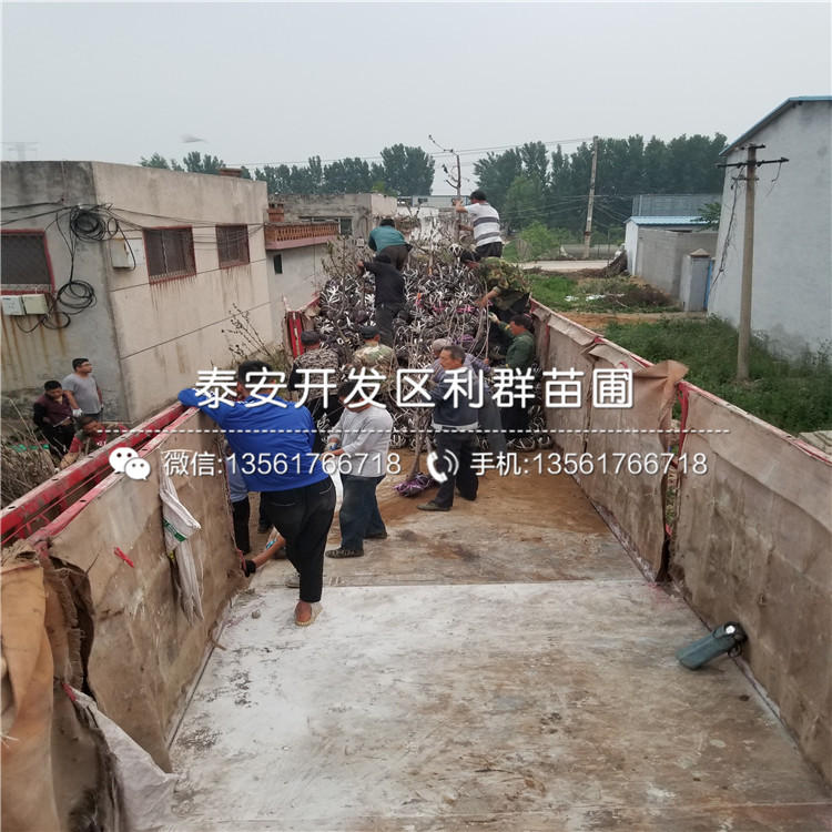 2019年4公分無花果樹苗出售基地