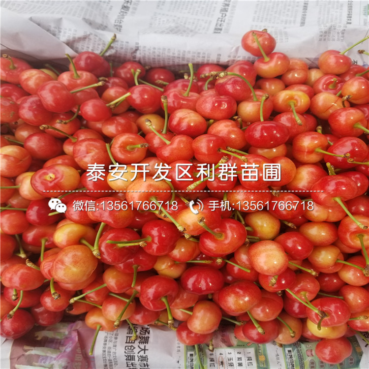煙富6號蘋果樹苗哪里有賣