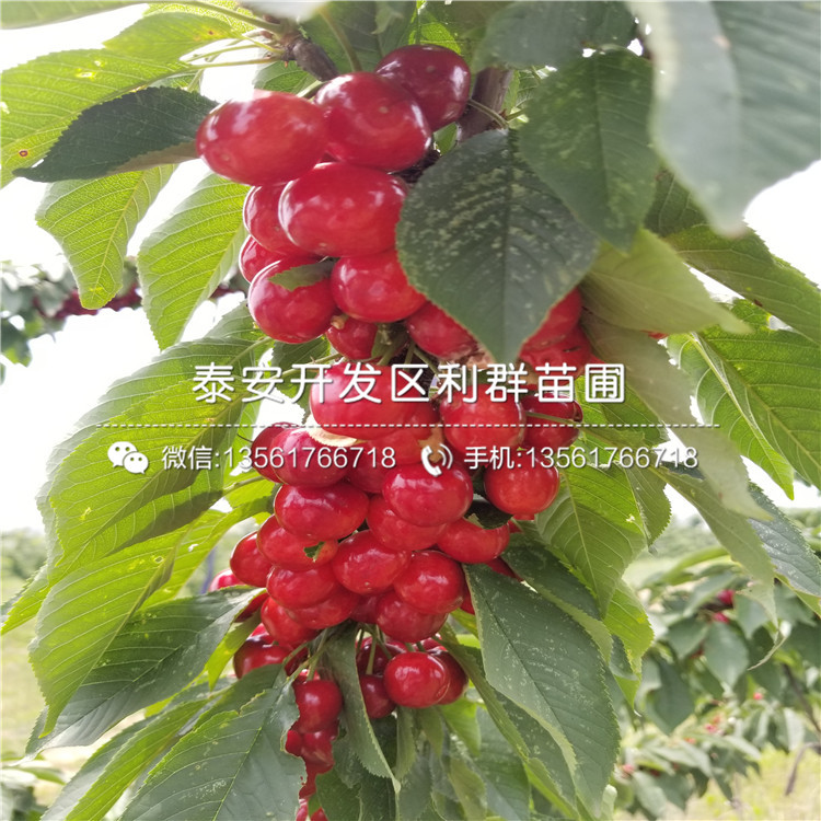 亚当无花果树苗出售、2019年亚当无花果树苗出售