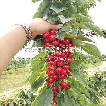 紅布林李子樹苗、2019年紅布林李子樹苗品種