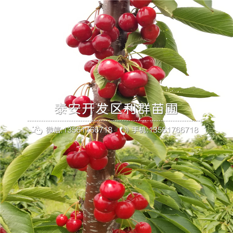 2019年庫(kù)爾勒香梨樹(shù)苗、庫(kù)爾勒香梨樹(shù)苗多少錢一棵