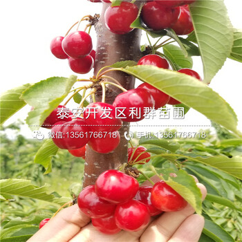 2019年秋月梨樹苗價格、今年秋月梨樹苗多少錢一棵