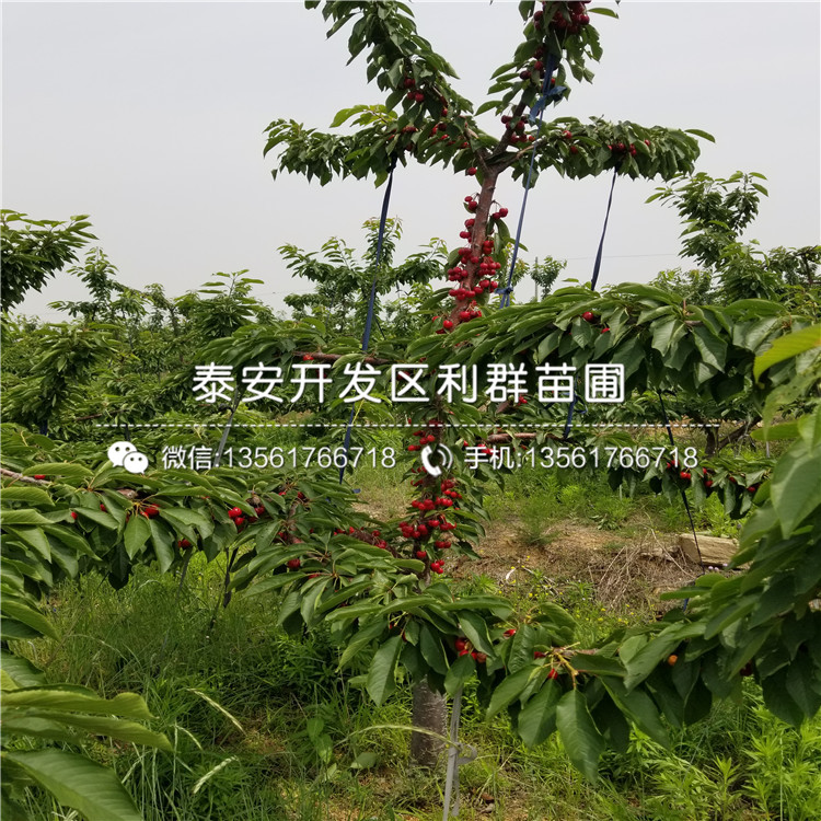 2019年庫(kù)爾勒香梨樹(shù)苗、庫(kù)爾勒香梨樹(shù)苗多少錢一棵