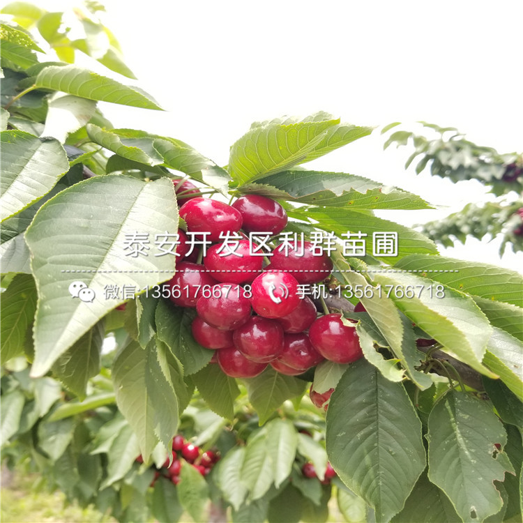 黑琥珀李子苗批發(fā)、黑琥珀李子苗出售基地