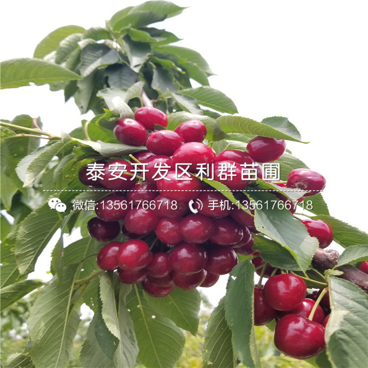 2019年庫(kù)爾勒香梨樹(shù)苗、庫(kù)爾勒香梨樹(shù)苗多少錢一棵