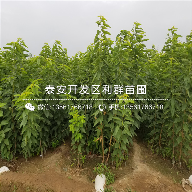 紅星梨苗出售價(jià)格、紅星梨苗批發(fā)基地