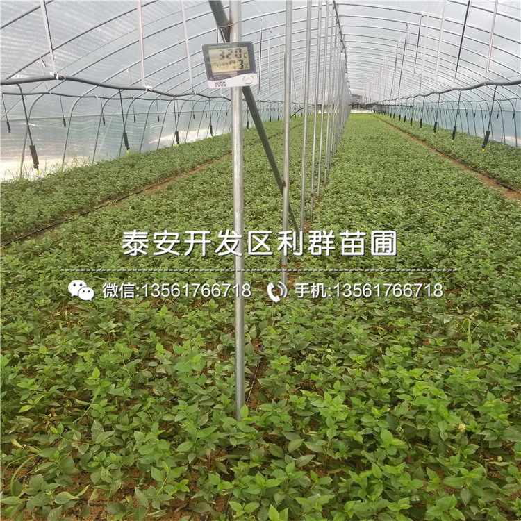 8公分梨苗出售、2019年8公分梨苗出售