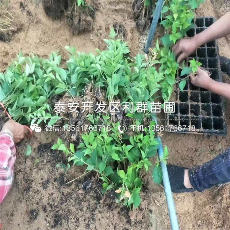 板栗樹哪里有賣、板栗樹價(jià)格是多少