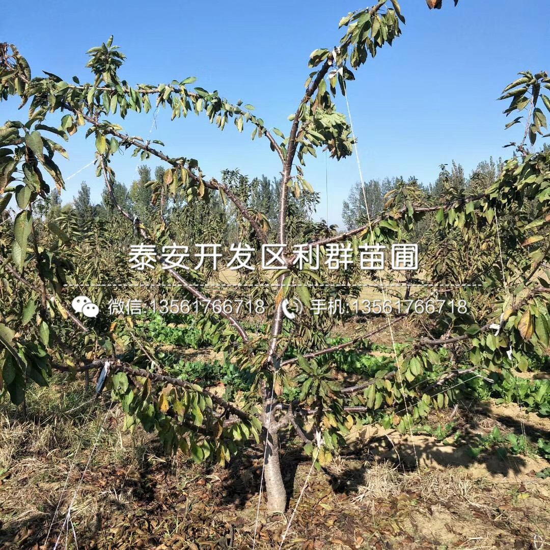 新品种红星梨树苗基地