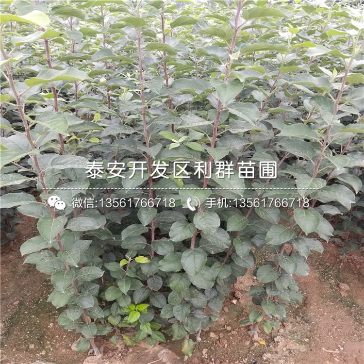 4公分新品種蘋(píng)果樹(shù)苗多少錢(qián)一棵