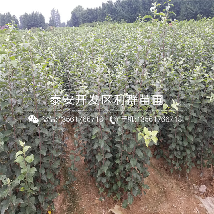 2019年莱克西蓝莓苗品种