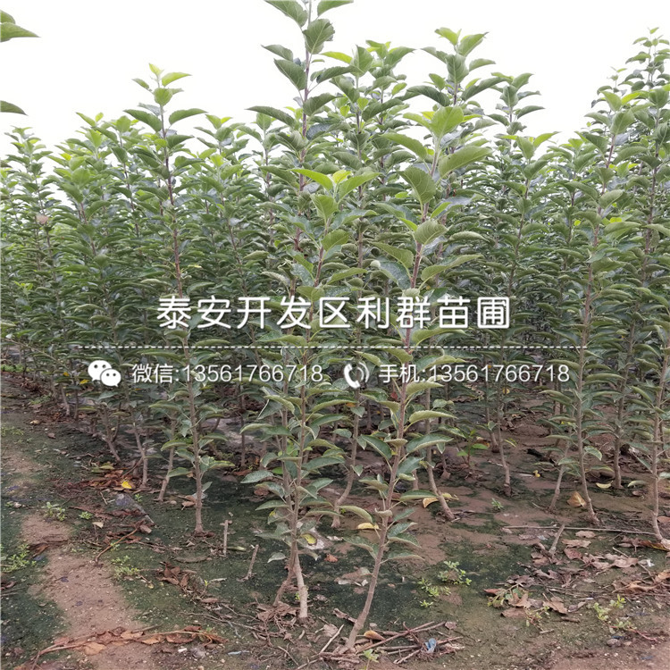 紅星梨樹苗多少錢一棵、紅星梨樹苗出售基地
