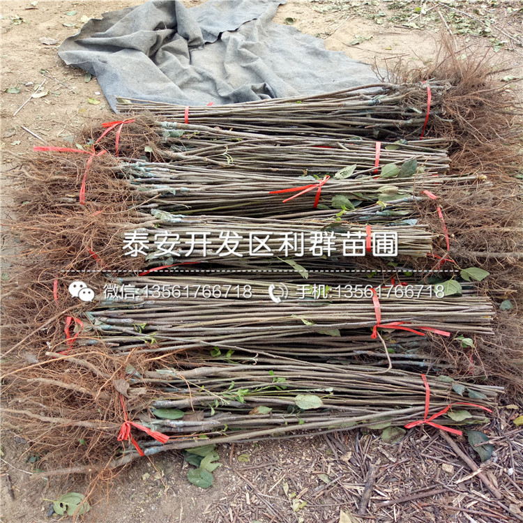 2019年2018年藍(lán)莓苗品種