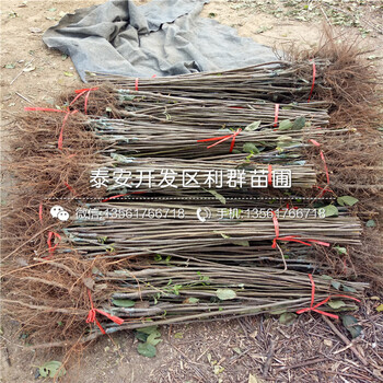 薄殼板栗苗出售、2019年薄殼板栗苗出售