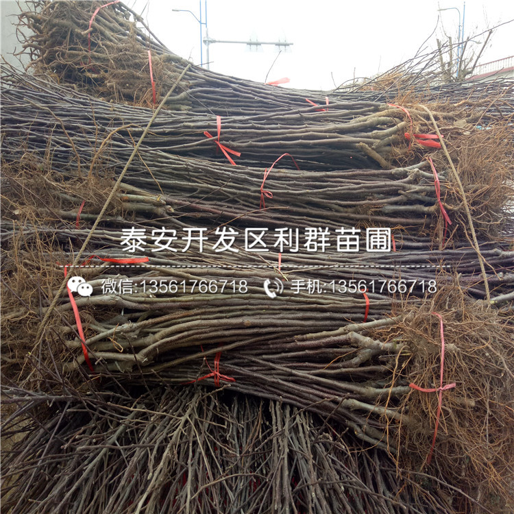 哪里有批發(fā)碭山酥梨苗