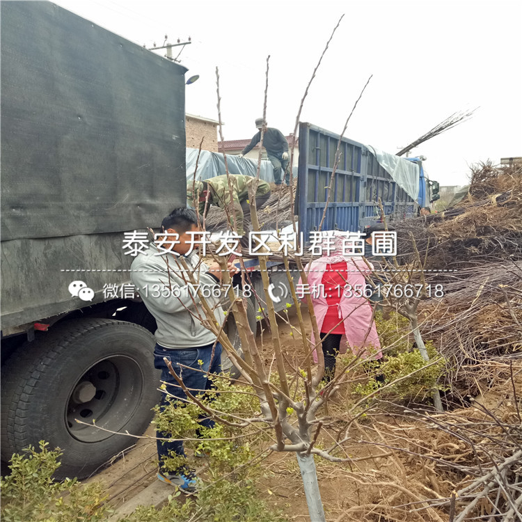 核桃樹樹苗多少錢一棵、核桃樹樹苗批發(fā)價格