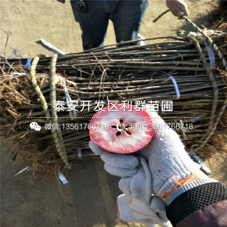 1公分批發(fā)藍莓樹苗多少錢一棵