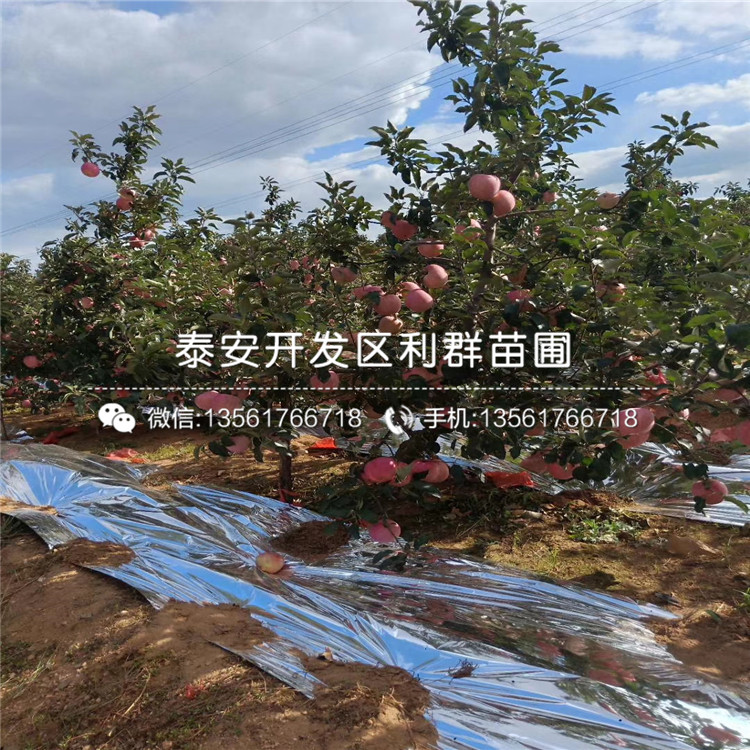山東紅栗1號板栗苗出售價格多少
