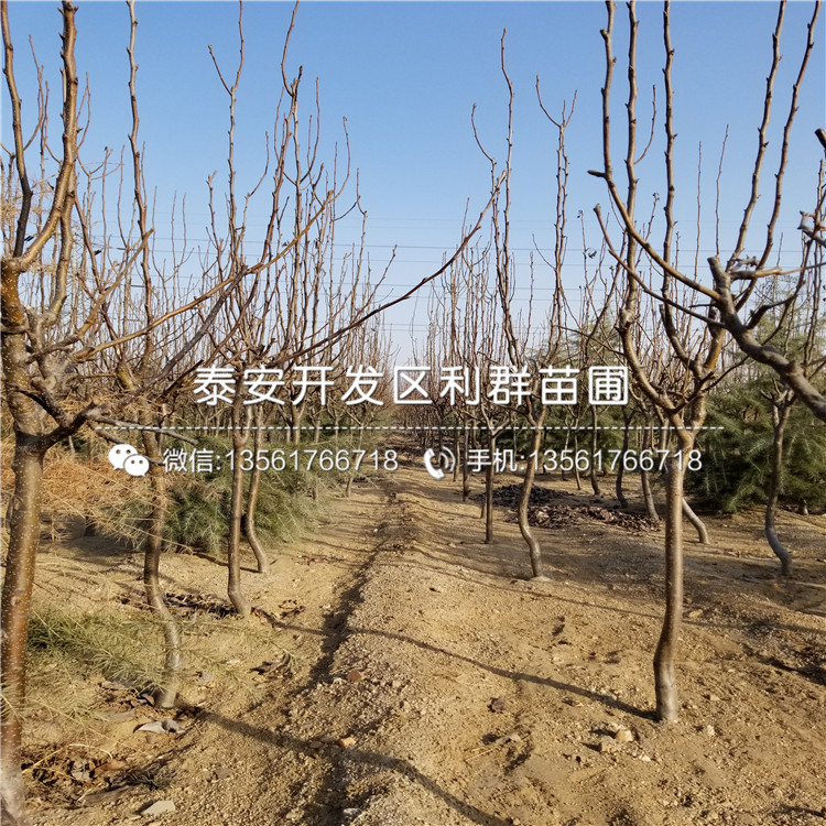 山東紅太陽(yáng)梨樹苗品種、山東紅太陽(yáng)梨樹苗多少錢一棵