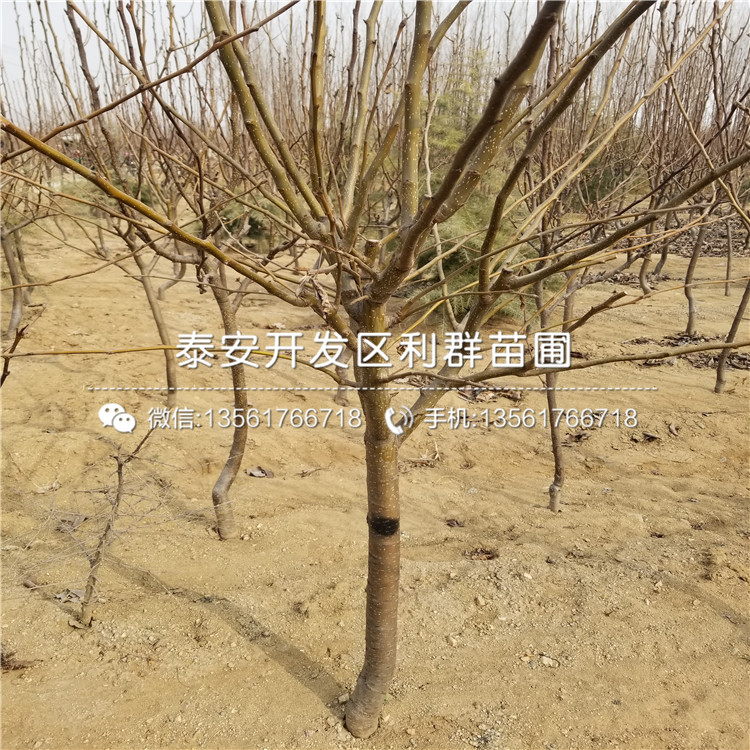 煙富六號(hào)蘋(píng)果苗、煙富六號(hào)蘋(píng)果苗多少錢(qián)一株