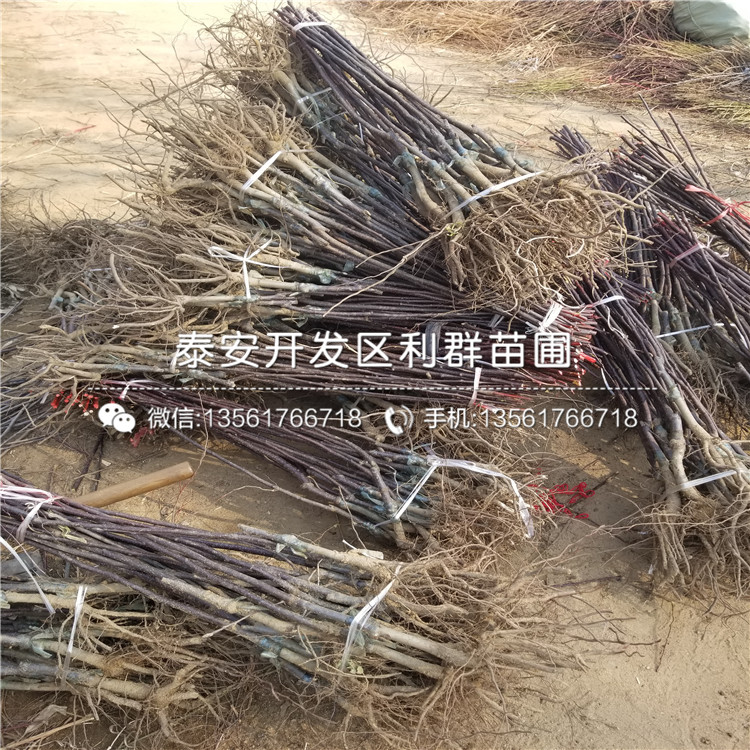 2019年半邊紅李子樹苗價格