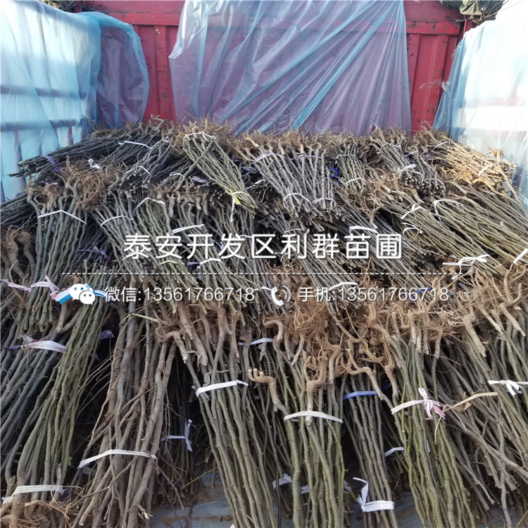 山東藍寶石藍莓苗多少錢一棵、山東藍寶石藍莓苗批發(fā)
