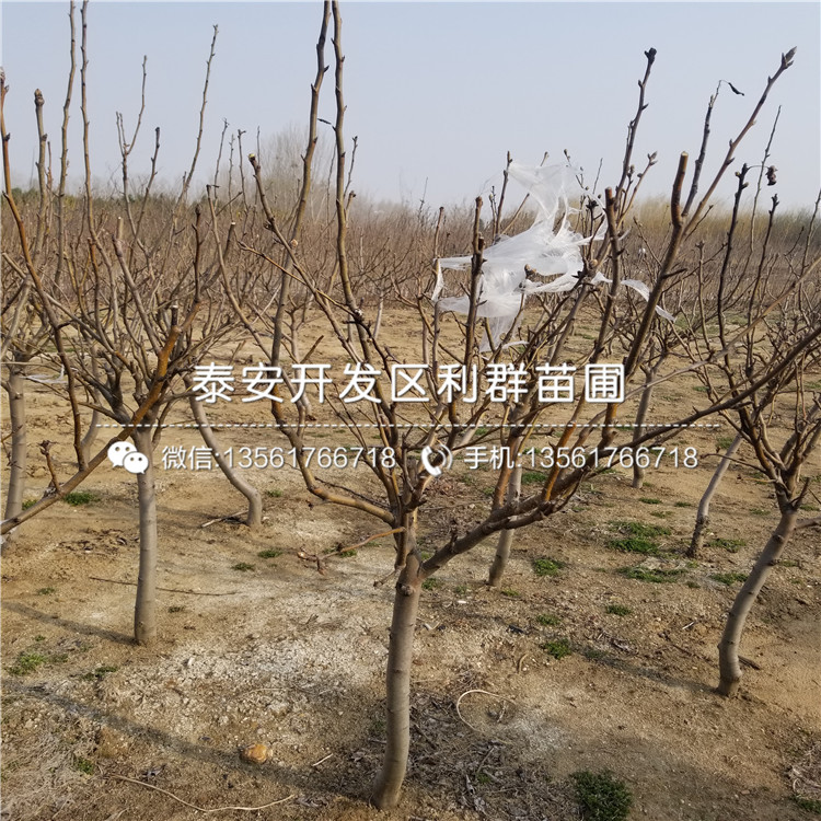 9公分板栗樹苗出售、9公分板栗樹苗價(jià)格是多少