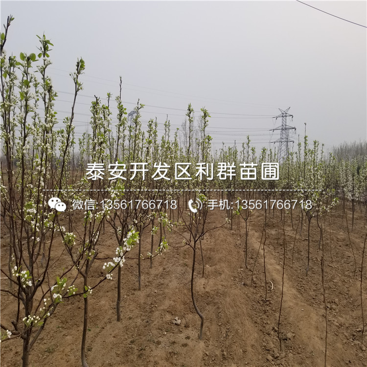 藍(lán)港藍(lán)莓苗報(bào)價(jià)、2019年藍(lán)港藍(lán)莓苗多少錢(qián)一棵