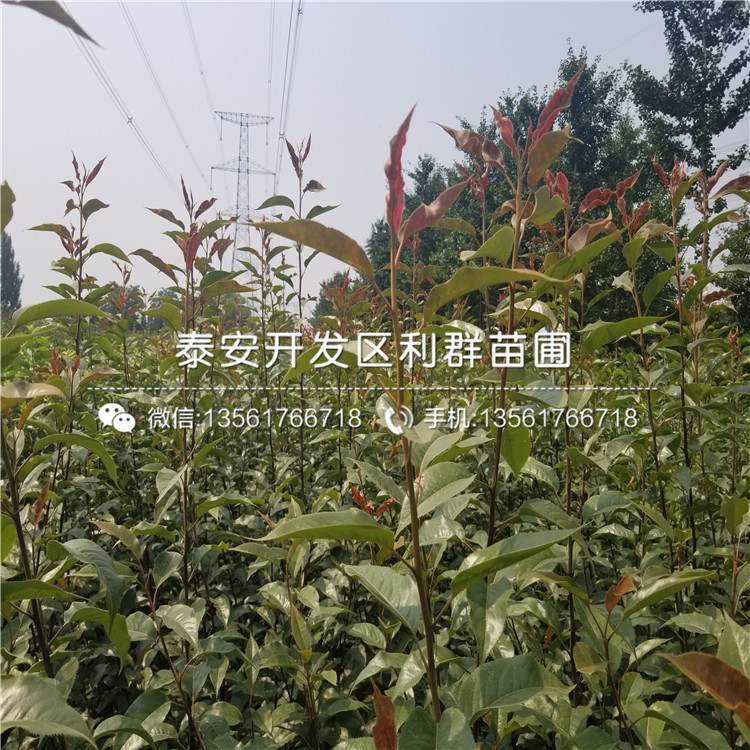 滿天紅梨苗什么價位