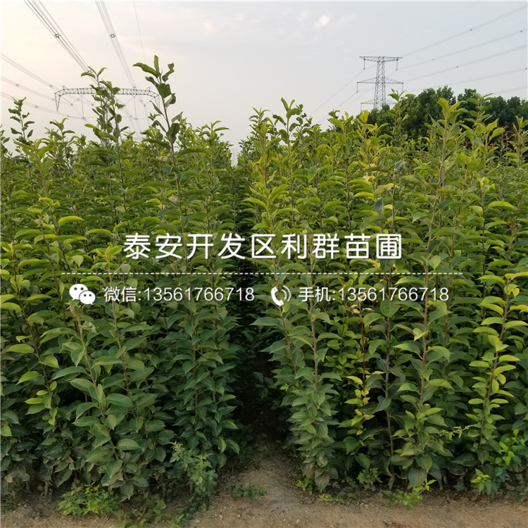 1公分板栗苗出售、2019年1公分板栗苗價格