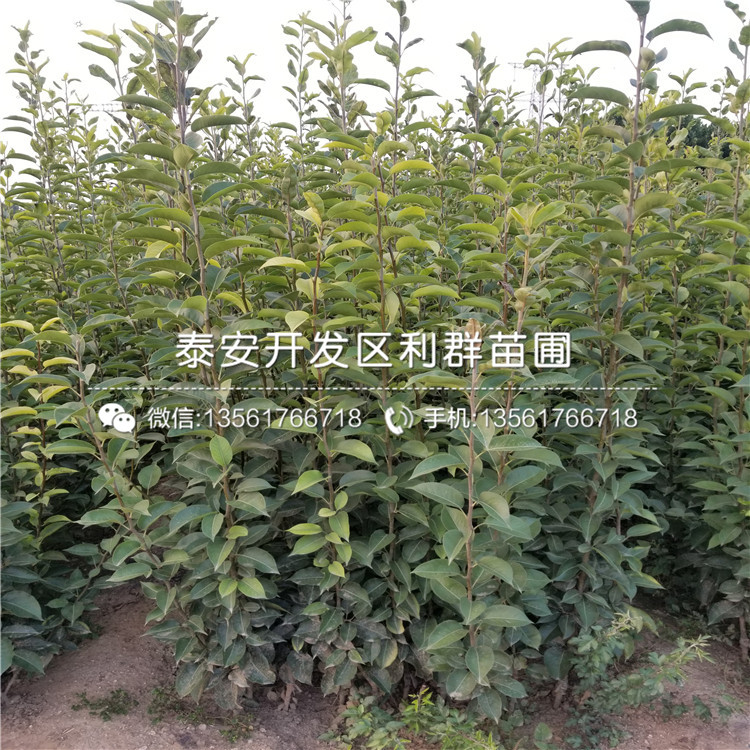黑琥珀李子苗、黑琥珀李子苗價錢多少