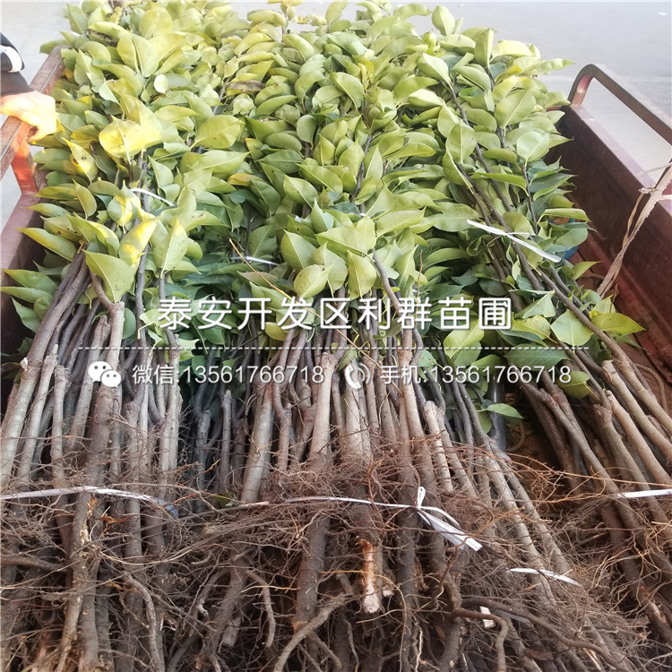 2019年板栗樹苗圖片、附近哪里有2019年板栗樹苗出售