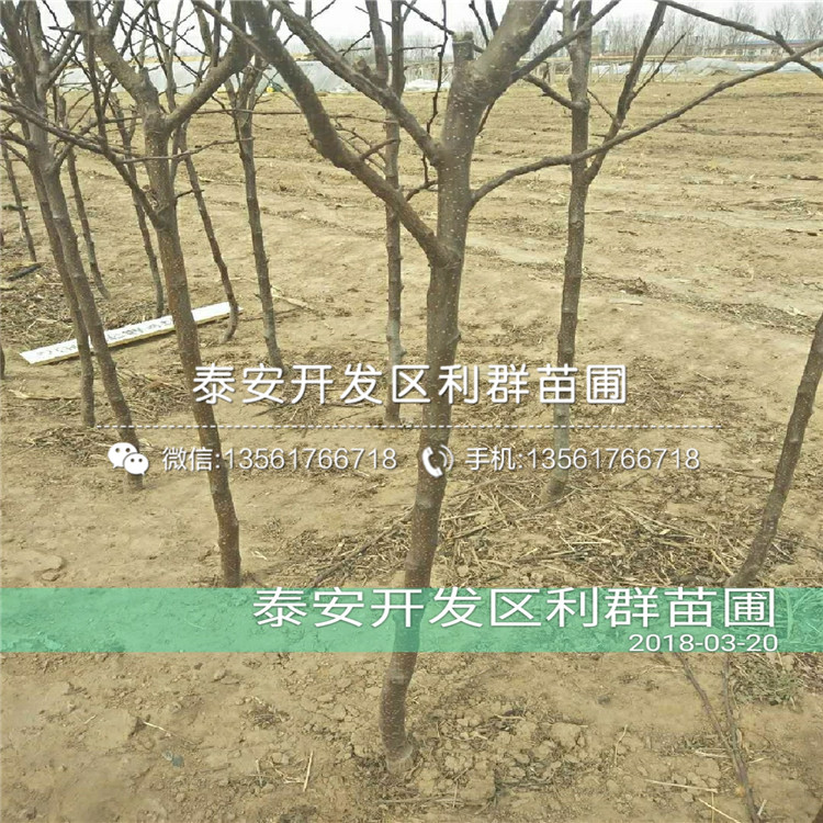 紅星蘋果樹苗品種、紅星蘋果樹苗價(jià)格多少
