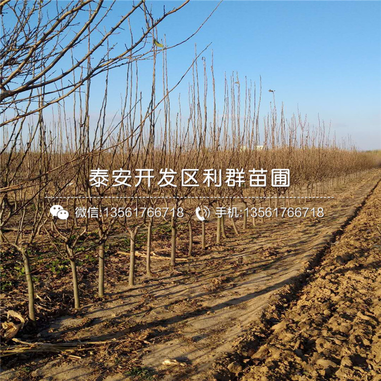 秋月梨樹苗多少錢一棵、2019年秋月梨樹苗多少錢