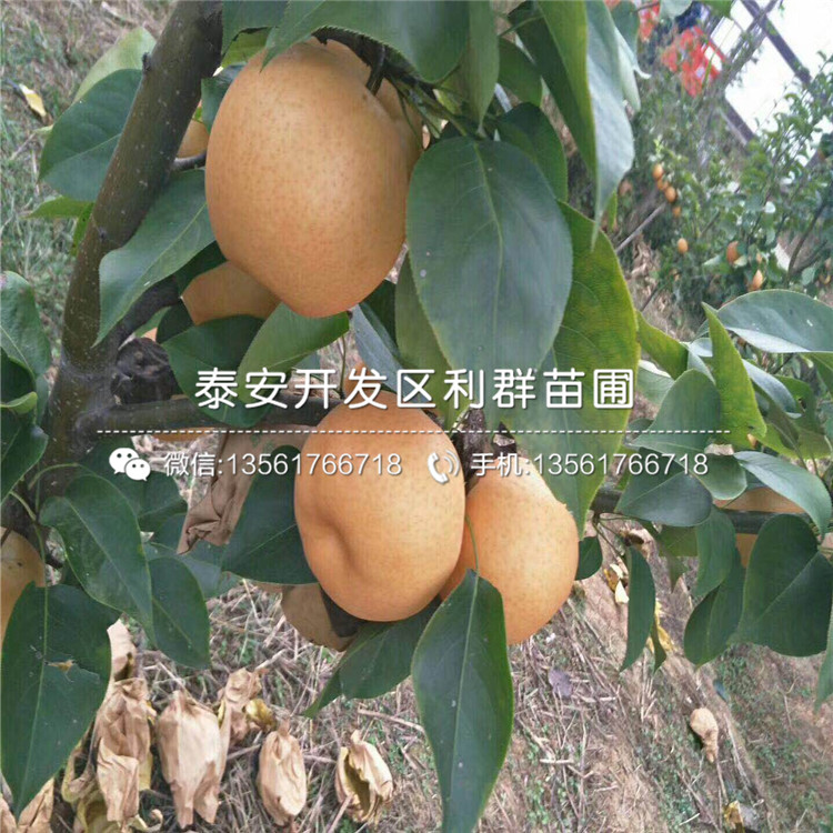 山東紅芽香椿苗品種、山東紅芽香椿苗新品種