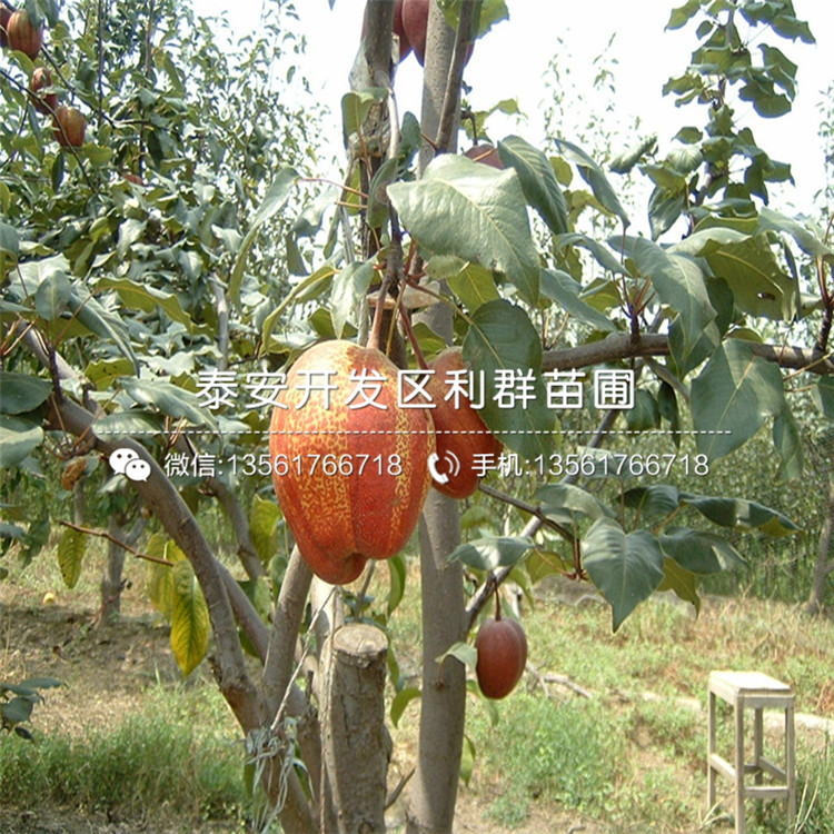 山東糖心蘋果苗多少錢一棵、山東糖心蘋果苗基地