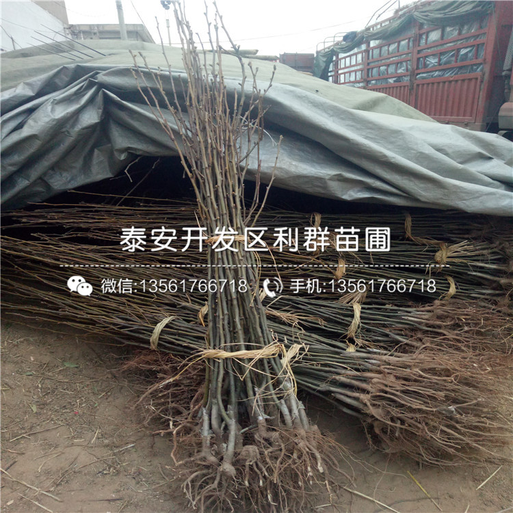 山東7公分李子苗出售