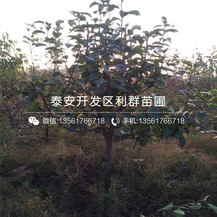 無核火晶柿子苗多少錢一棵、2019年無核火晶柿子苗價格