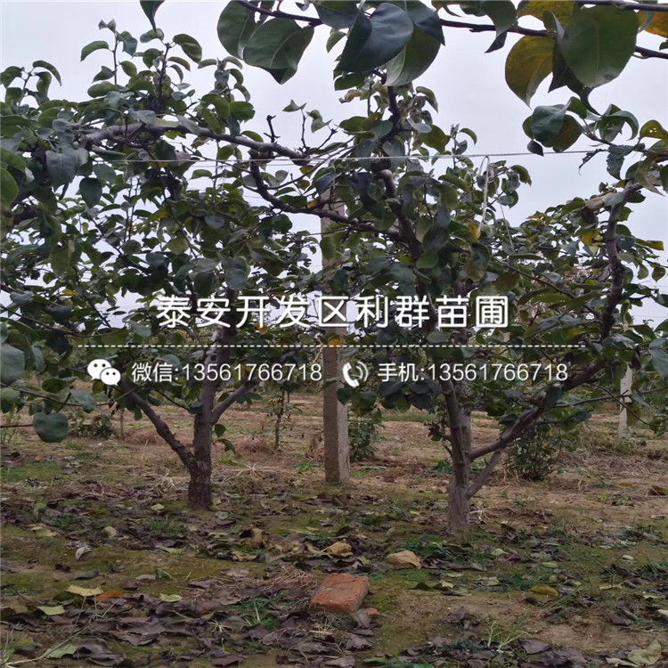 紅星蘋果樹苗品種、紅星蘋果樹苗價(jià)格多少