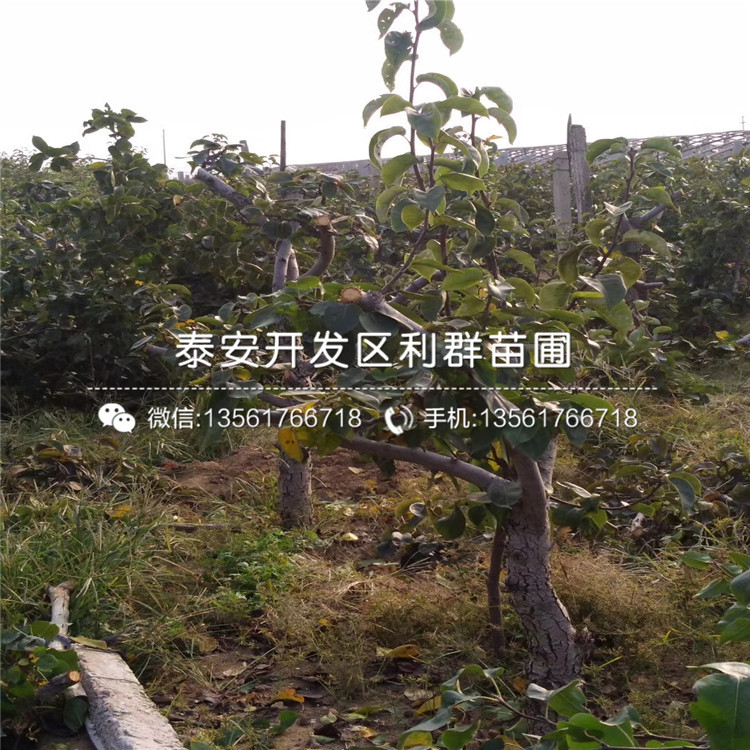 泰山紅板栗樹(shù)苗新品種、2019年泰山紅板栗樹(shù)苗多少錢