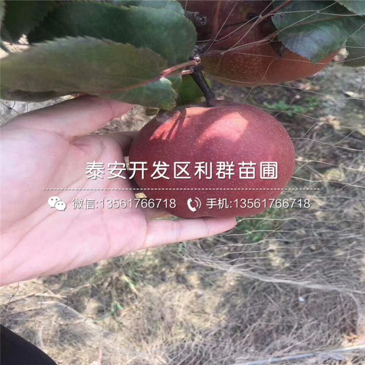 秋月梨樹苗出售批發(fā)基地