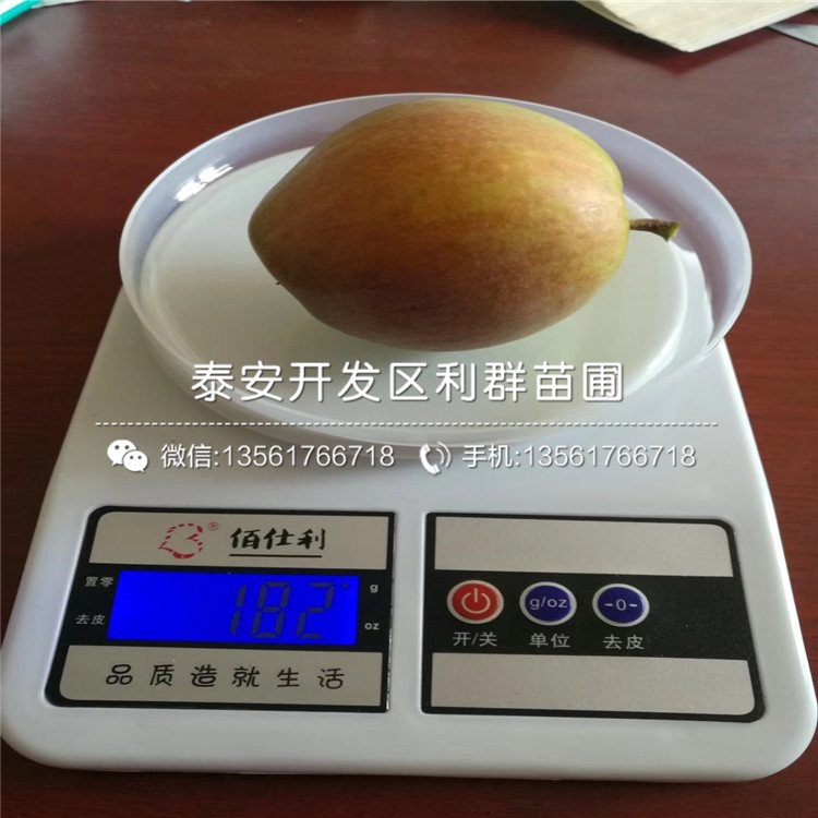 山東久比利藍莓苗價格、山東久比利藍莓苗多少錢一棵