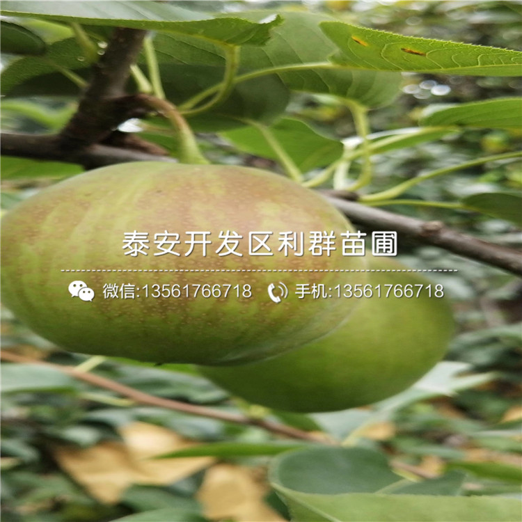 山東新千年藍(lán)莓苗、山東新千年藍(lán)莓苗報(bào)價(jià)是多少