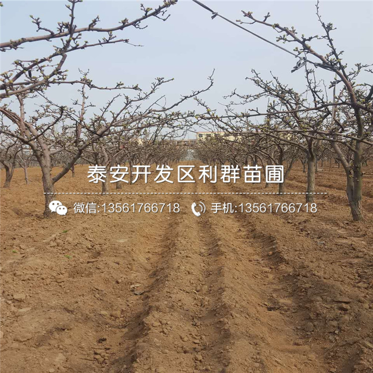 無花果苗批發(fā)價格、無花果苗批發(fā)價格多少