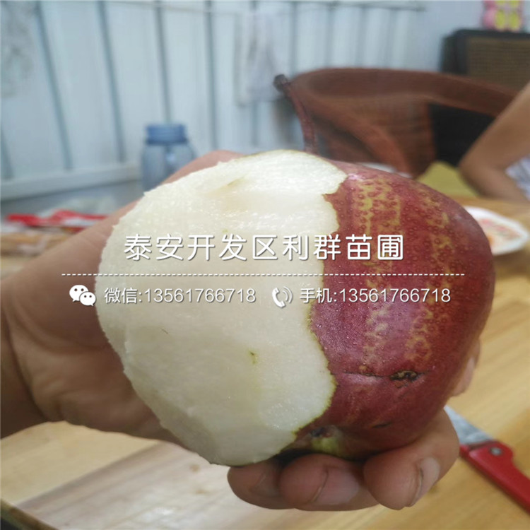 山東紫果無(wú)花果苗出售