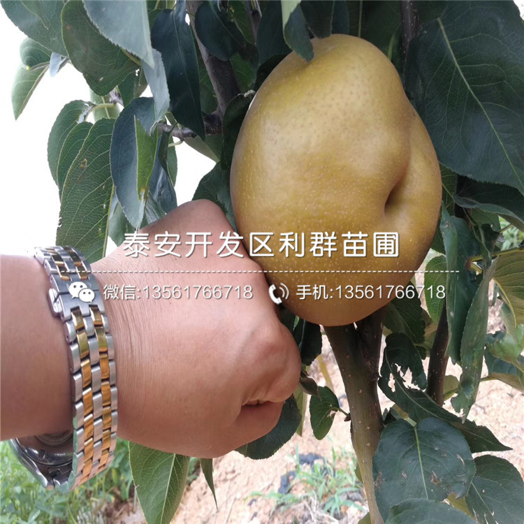 山東2019年板栗樹苗批發(fā)價(jià)格、山東2019年板栗樹苗批發(fā)基地