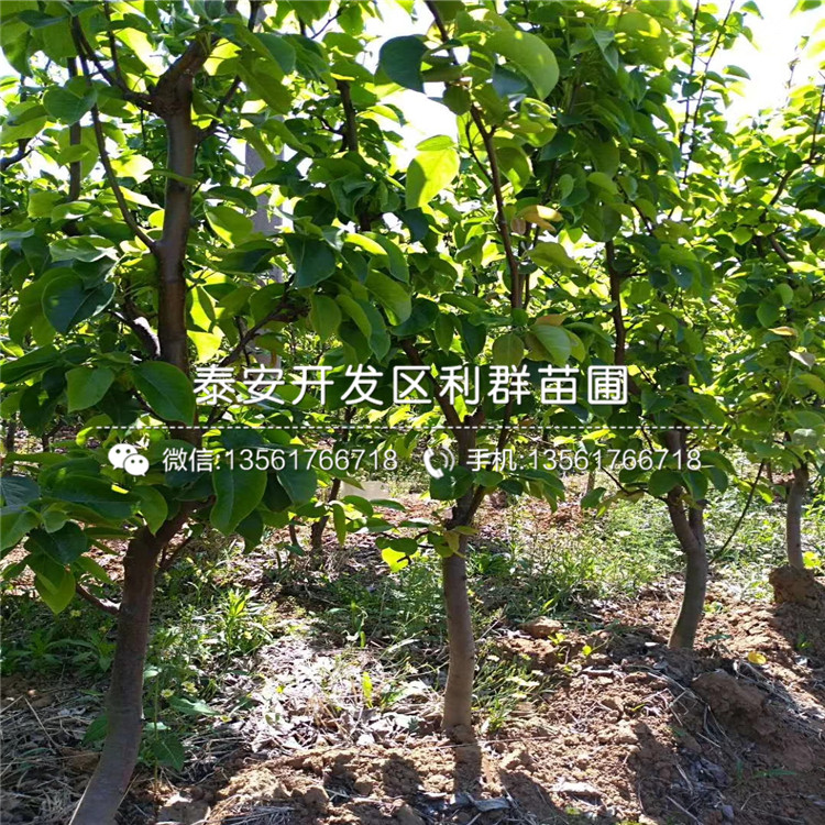 新品種蘋果苗多少錢一棵、2019年新品種蘋果苗報(bào)價