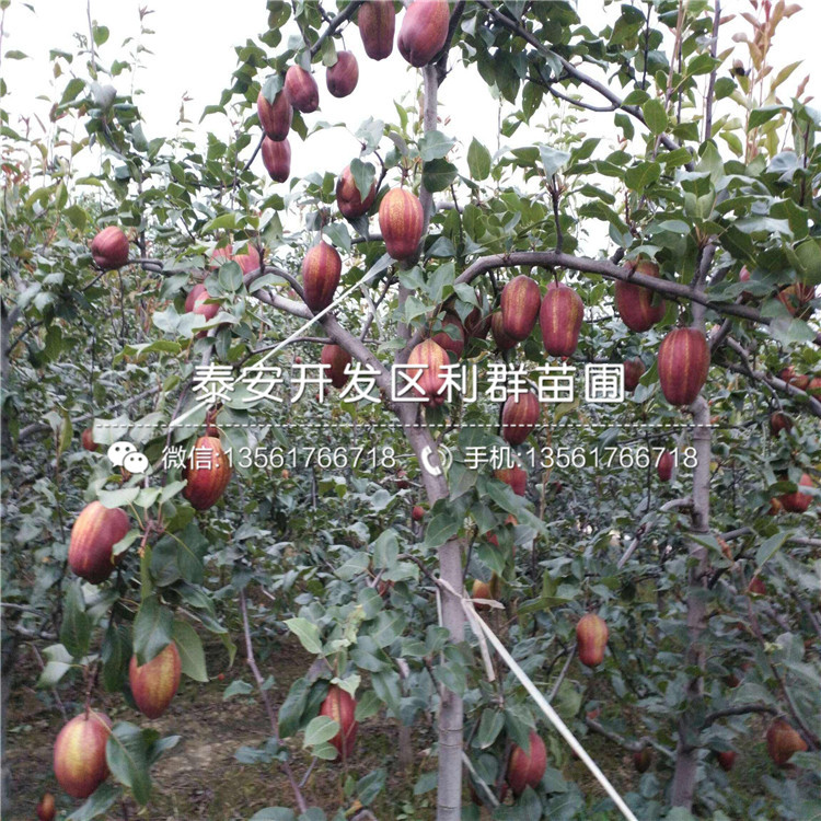 出售李子苗出售價(jià)格、2019年出售李子苗多少錢(qián)一棵