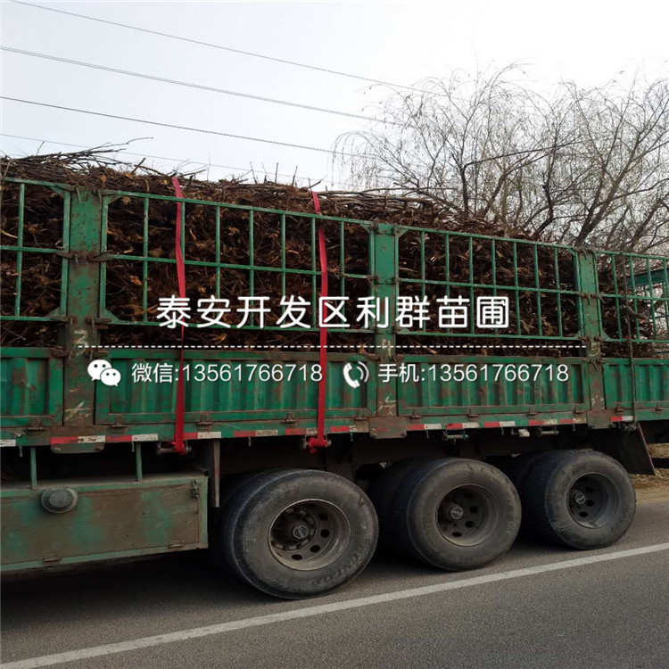 2019年占地蘋果苗基地