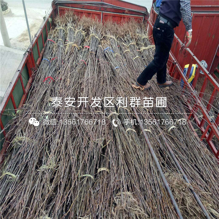 5公分艾克塔蓝莓树苗多少钱一棵